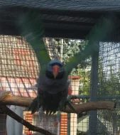 Alexandr Čínský 1.1 ,korela bělohlava 1.0